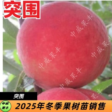 突围水蜜桃6月中旬成熟口感蜜甜特丰产的桃树苗