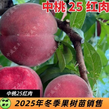 中桃25号红肉毛桃6月中下旬熟离核浓甜品质优的桃树苗