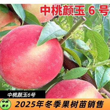 中桃颜玉6号红毛桃6月下旬熟半离核丰产果面红的桃树苗