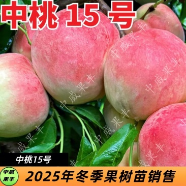 中桃15号白肉红毛桃6月中旬脆甜浓香适合发展的桃树苗