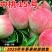 中桃15号白肉红毛桃6月中旬脆甜浓香适合发展的桃树苗