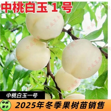 白玉一号免套袋纯白品种6月初成熟SH肉质丰产耐储运