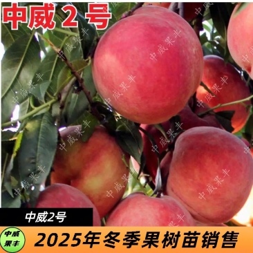 中威二号红毛桃6月上中旬产量高耐储运的桃树苗