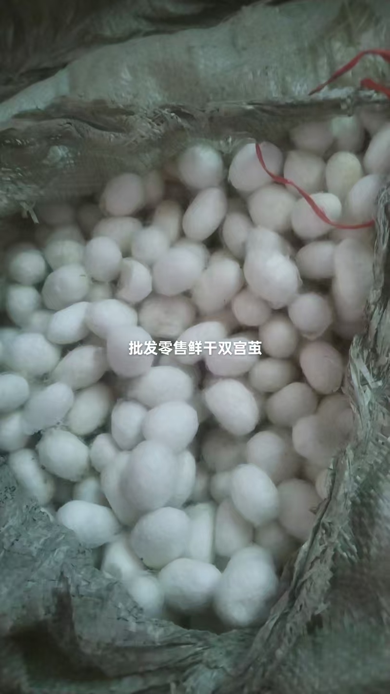 本公司从事30余年浙江省桐乡自产自销机子桑蚕丝，手扒丝绵