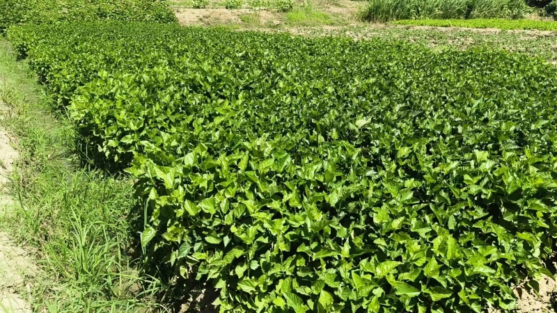 常年供应正宗桐乡湖桑树苗，强桑1号，农桑14，育711