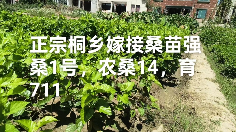 常年供应正宗桐乡湖桑树苗，强桑1号，农桑14，育711