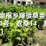 嫁接桑树苗，强桑1号农桑14，育711规格齐全欢迎采购