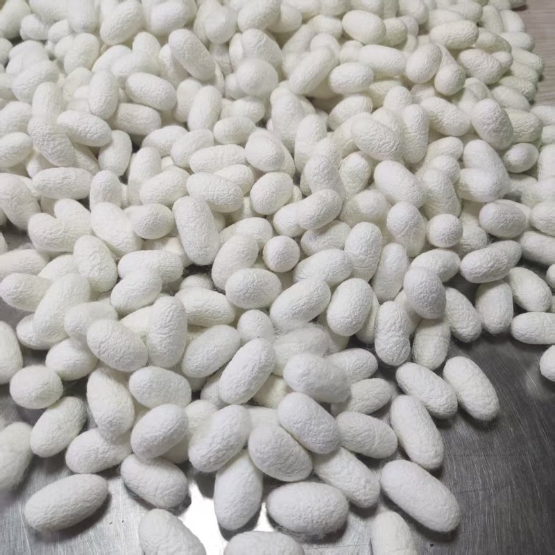 常年收购加工批发零售双宫茧，单茧，削口茧批发全国包邮