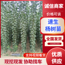 当年根优质107杨树苗1-3公分大量有货，实力供应