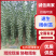 当年根优质107杨树苗1-3公分大量有货，实力供应