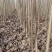 当年根优质107杨树苗1-3公分大量有货，实力供应