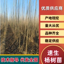 1-5公分优质107杨树苗大量出售