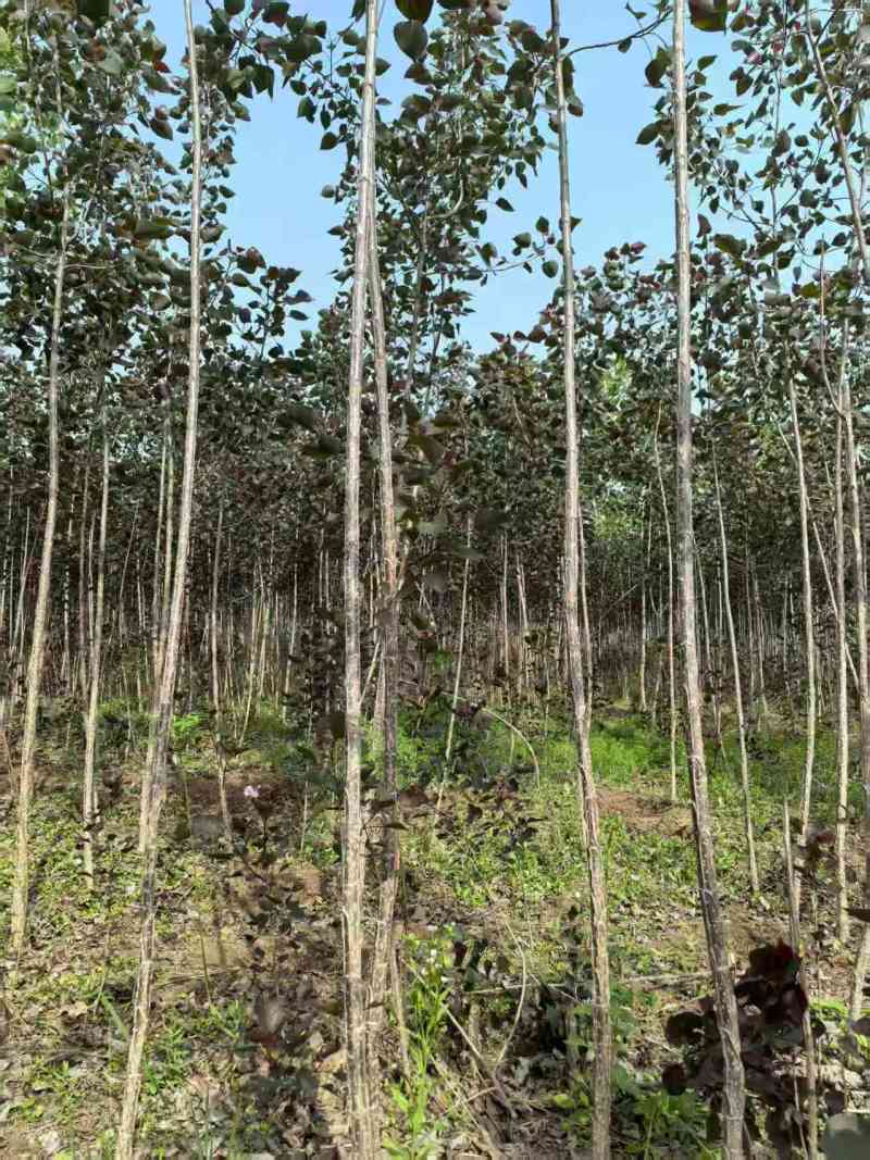 当年根优质107杨树苗1-3公分大量有货，实力供应