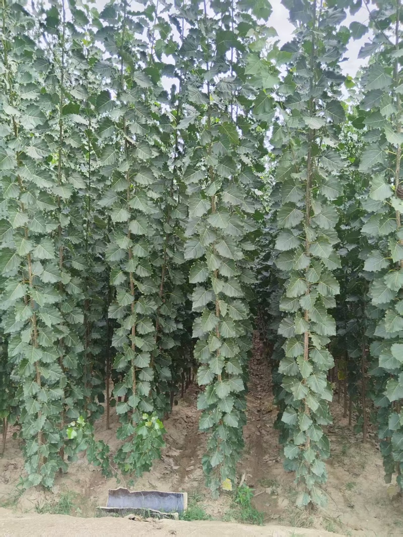 当年根优质107杨树苗1-3公分大量有货，实力供应