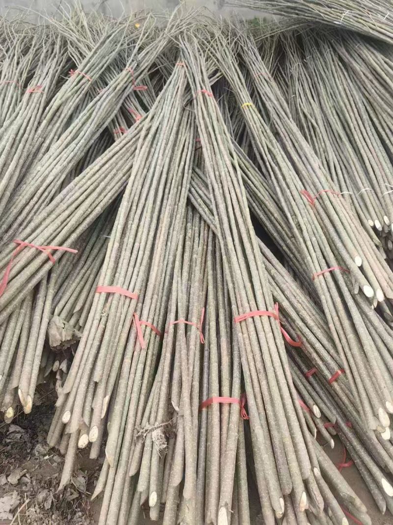 当年根优质107杨树苗1-3公分大量有货，实力供应