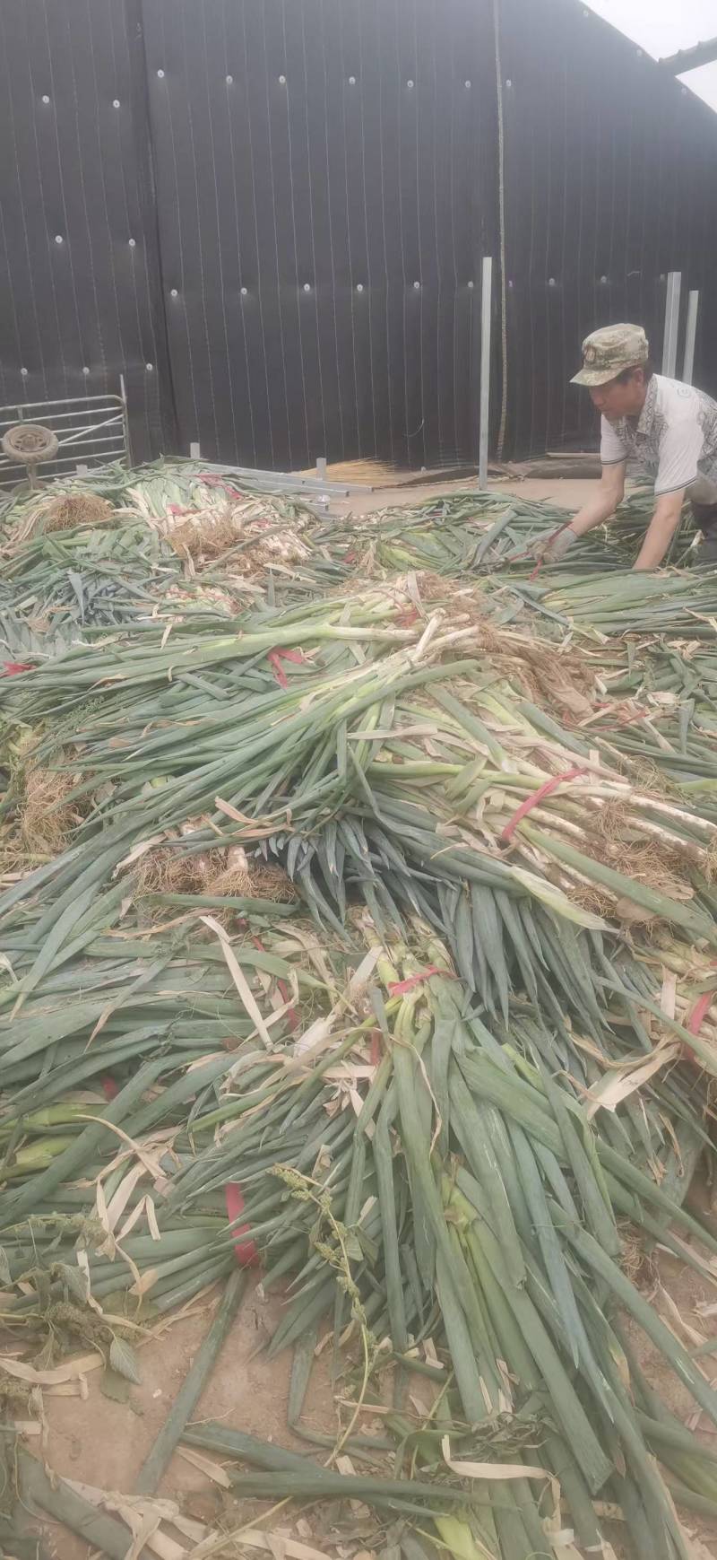 【推荐】甘肃高原大葱铁杆大葱葱味浓郁欢迎来电洽谈