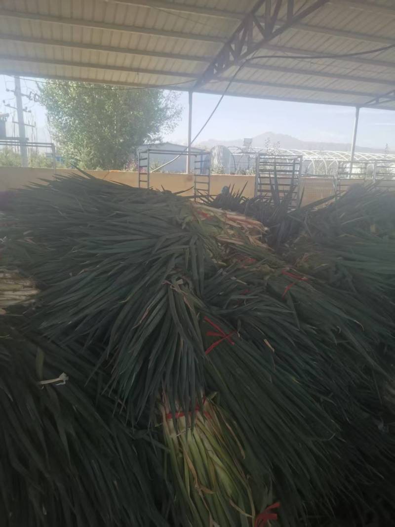 【推荐】甘肃高原大葱铁杆大葱葱味浓郁欢迎来电洽谈