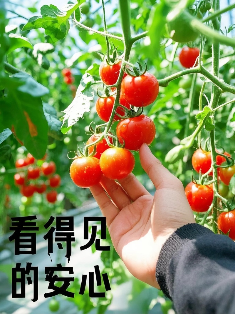 山东釜山88玲珑，产地新鲜直发，量大从优，供应商超