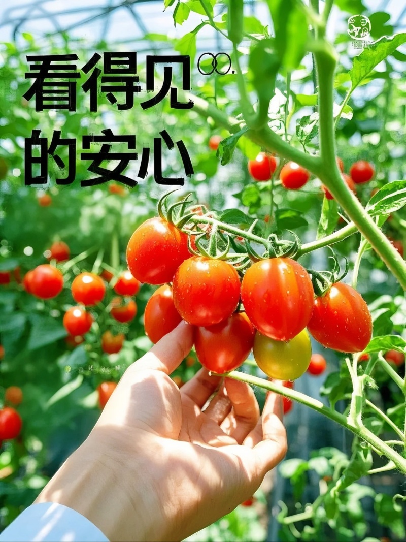 山东釜山88玲珑，产地新鲜直发，量大从优，供应商超