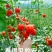 山东釜山88玲珑，产地新鲜直发，量大从优，供应商超