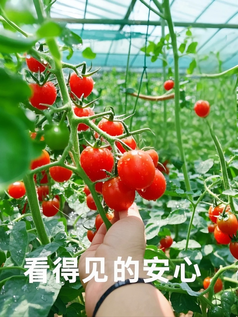 山东釜山88玲珑，产地新鲜直发，量大从优，供应商超