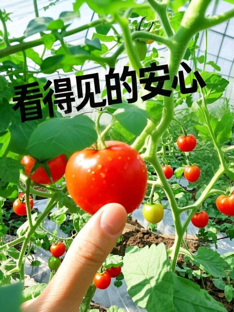 山东釜山88玲珑，产地新鲜直发，量大从优，供应商超