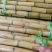 广西黄皮甘蔗大量上市中,一手货源视频看货欢迎致电