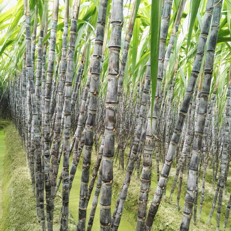广西黑皮甘蔗大量上市，一手货源视频看货欢迎致电