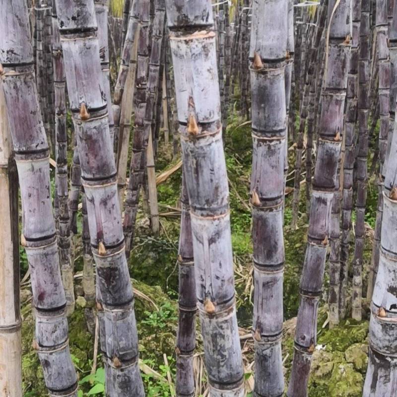 广西黑皮甘蔗大量上市，一手货源视频看货欢迎致电