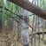 景德镇乐平黑皮甘蔗等级规格齐全承接加工电商批发社区团购直播