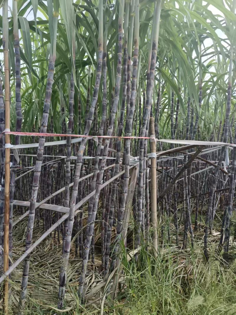 景德镇乐平黑皮甘蔗等级规格齐全承接加工电商批发社区团购直播