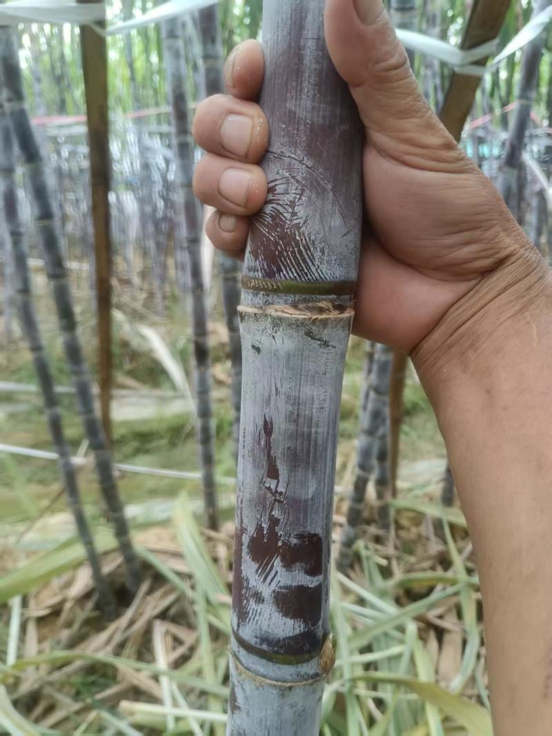 景德镇乐平黑皮甘蔗等级规格齐全承接加工电商批发社区团购直播