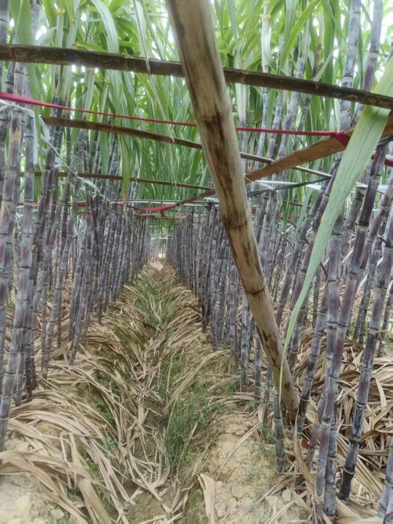 江西自家园子黑皮甘蔗货量大节长长度适中糖分足按要求分拣打包