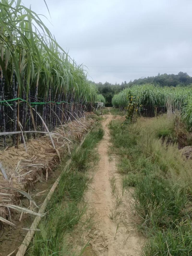 江西自家园子黑皮甘蔗货量大节长长度适中糖分足按要求分拣打包