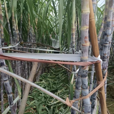 多多庄园大棚甘蔗条形好糖分足耐运输货量大可以现场看货挑货
