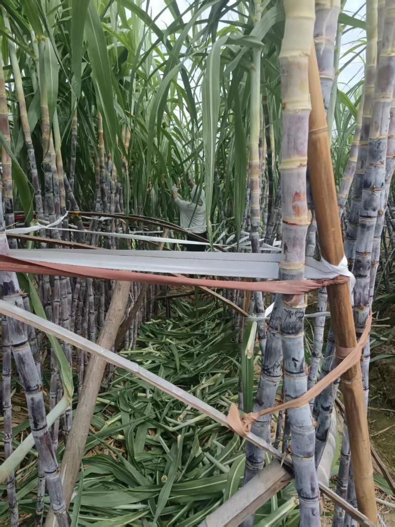 多多庄园大棚甘蔗条形好糖分足耐运输货量大可以现场看货挑货