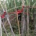 多多庄园大棚甘蔗条形好糖分足耐运输货量大可以现场看货挑货