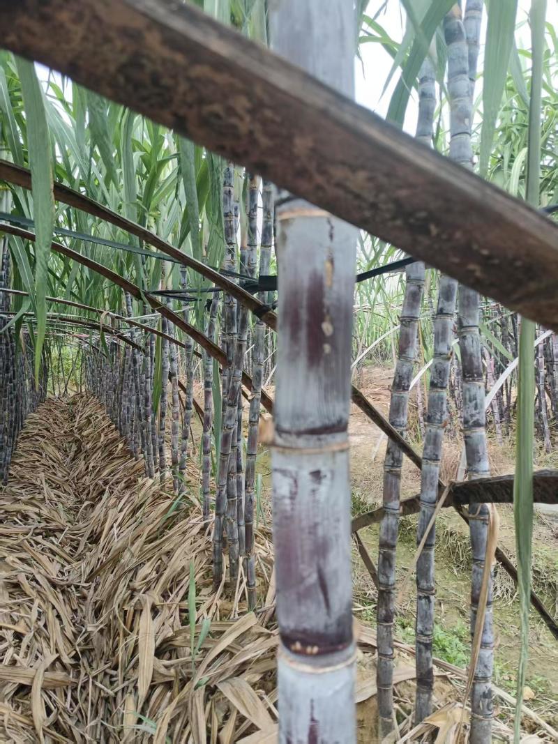 多多庄园大棚甘蔗条形好糖分足耐运输货量大可以现场看货挑货