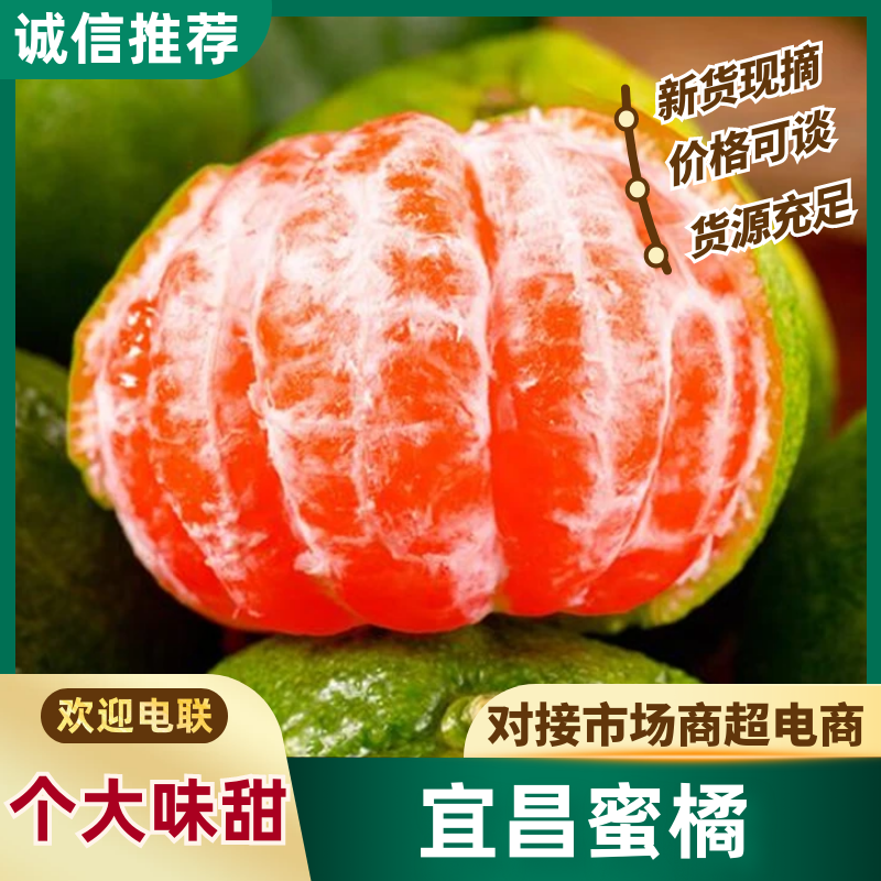 【代发全国】湖北宜昌蜜橘产地直供现摘现发欢迎来电洽谈