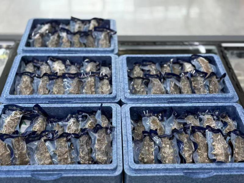 大连海参冷冻海参鲜食海参口感好价格实惠运输便利欢迎电联