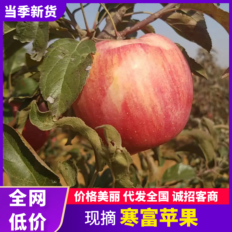 辽宁葫芦岛韩富苹果大量供货/精品寒富苹果产地直发量大从优