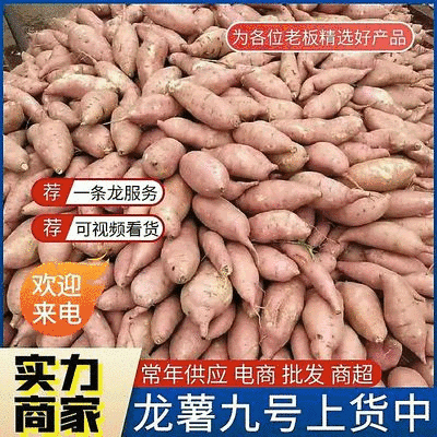 《精选》龙薯九号/山东龙薯/沙地红薯（欢迎来电）量大从优