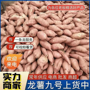 【龙薯九号】夏津红薯/现货供应/对接批发电商团购商超