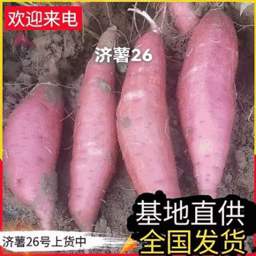 《精选》济薯26&山东红薯/山东济薯板栗薯/产地现挖现发