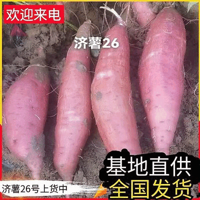 《精选》济薯26&山东红薯/山东济薯板栗薯/产地现挖现发