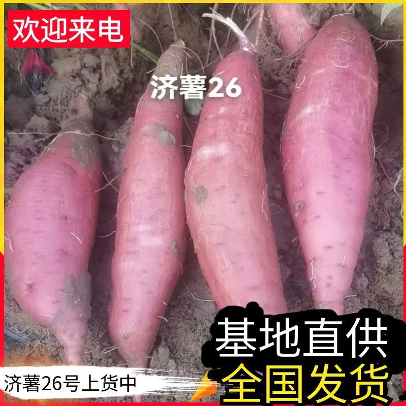 《精选》济薯26&山东红薯/山东济薯板栗薯/产地现挖现发