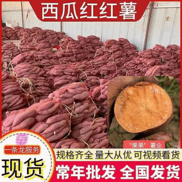 【精选】西瓜红蜜薯(常年供应)纯沙地红薯/全国发货