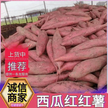 《西瓜红红薯》夏津红薯/西瓜红蜜薯/纯沙地红薯/全国发货