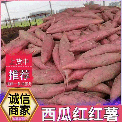 《西瓜红红薯》夏津红薯/西瓜红蜜薯/纯沙地红薯/全国发货