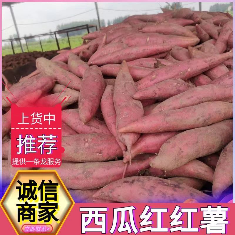 《西瓜红红薯》夏津红薯/西瓜红蜜薯/纯沙地红薯/全国发货
